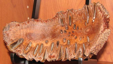 Banksia Pod Turning